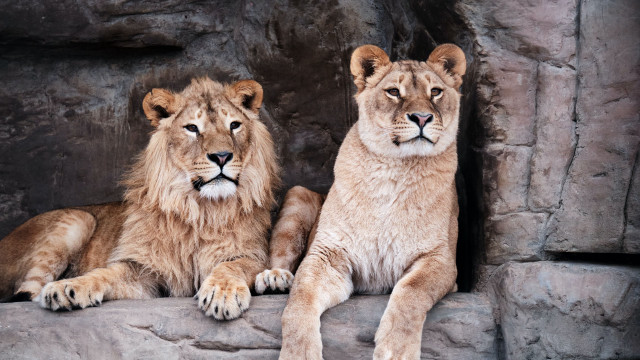 Two lions rock zoo enclosure free wallpaper - medium preview image