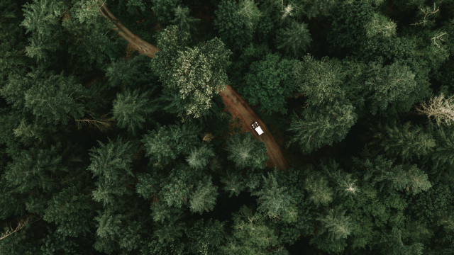 Forest car topdown nature bamboo free wallpaper - medium preview image