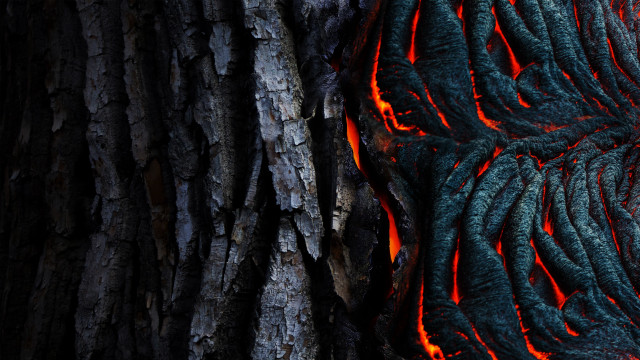 Tree fire bark matte forest free wallpaper - medium preview image