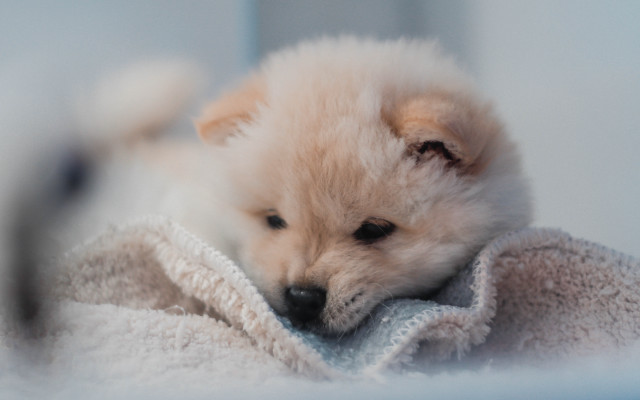 Small white dog blanket bed free wallpaper - medium preview image