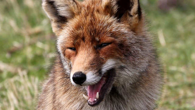 Fox open mouth blurry outdoors free wallpaper - medium preview image