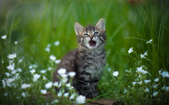 Kitten yawning in grass blurry free wallpaper - medium preview image