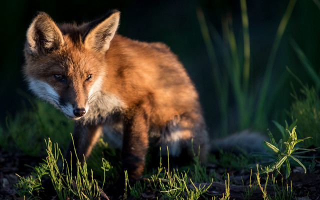 Red fox grass bamboo nature free wallpaper - medium preview image