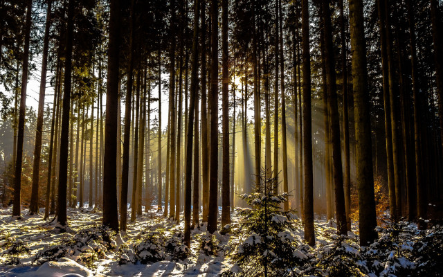 Forest snow light rays starry free wallpaper - medium preview image