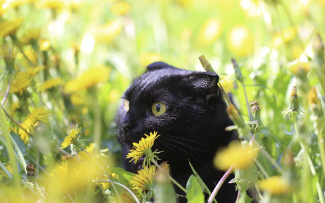 Black cat flower field bug free wallpaper - medium preview image