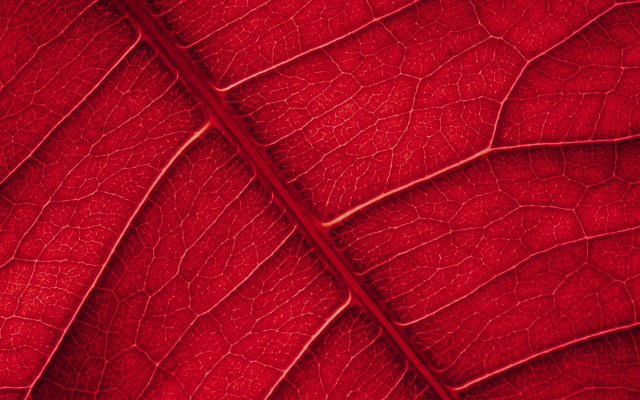 Red leaf veins fence rose free wallpaper - medium preview image