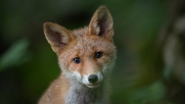 Small fox closeup blurry background #2 free wallpaper - medium preview image
