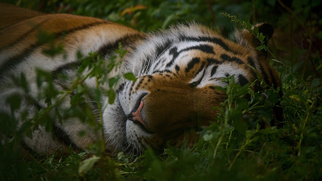 Tiger resting blurry nature jigsaw free wallpaper - medium preview image