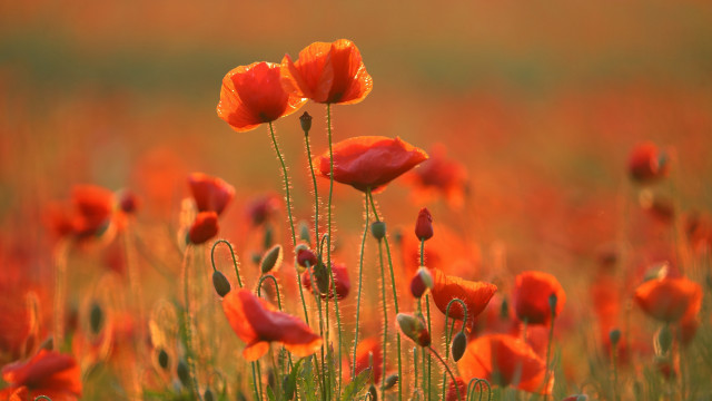 Red flower field blurry background free wallpaper - medium preview image