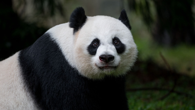 Panda portrait black white face free wallpaper - medium preview image