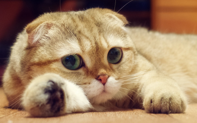 Cat shiba inu photorealistic floor free wallpaper - medium preview image