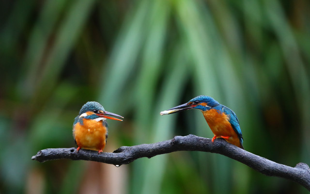 Colorful birds branch bokeh nature free wallpaper - medium preview image