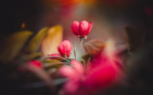 Red flower leaves blurry background free wallpaper - medium preview image