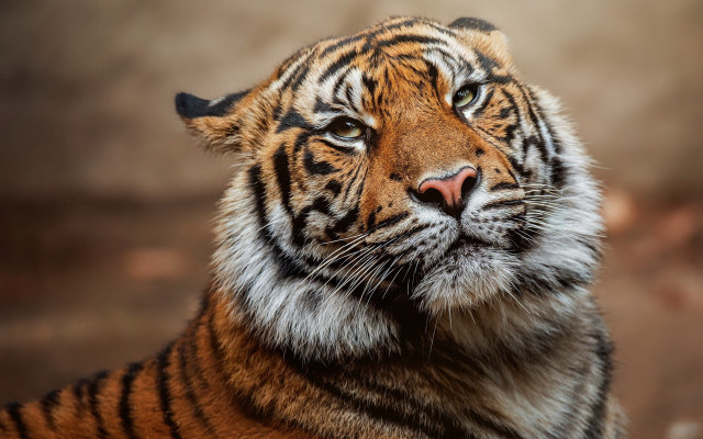 Tiger closeup blurry background male free wallpaper - medium preview image
