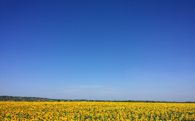 Sunflower field blue sky plane free wallpaper - medium preview image