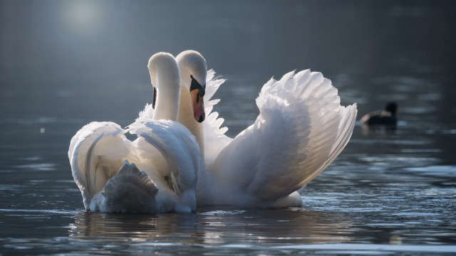 Swans waterspreading naturallove beachhorizon ripples free wallpaper - medium preview image