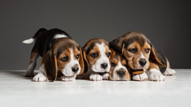 Three beagles jigsaw puzzle animal free wallpaper - medium preview image