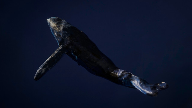 Floating fish holography 3d bioluminescence free wallpaper - medium preview image