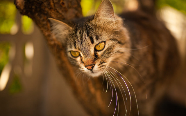 Cat looking up bokeh macro free wallpaper - medium preview image