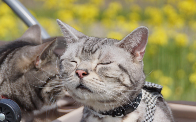 Cat laying down looking at free wallpaper - medium preview image