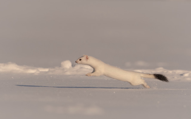 White animal running snow daytime free wallpaper - medium preview image