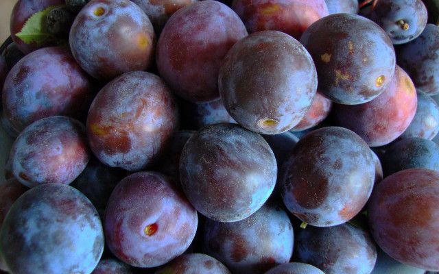Bowl plums green leaf closeup free wallpaper - medium preview image