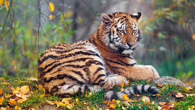 Tiger laying green field forest free wallpaper - medium preview image