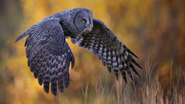 Large owl flying wings portrait free wallpaper - medium preview image