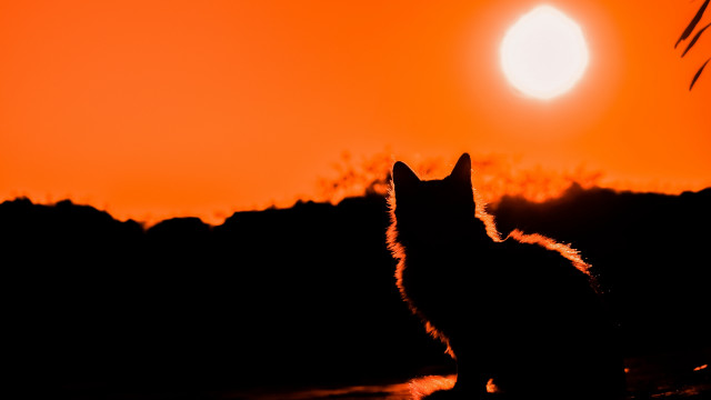 Cat sunset mountains sky fire free wallpaper - medium preview image