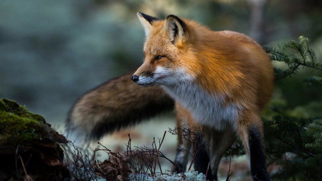 Red fox forest floor moss free wallpaper - medium preview image