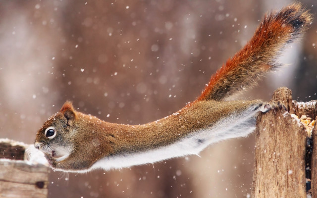 Squirrel snow aurora starry night free wallpaper - medium preview image