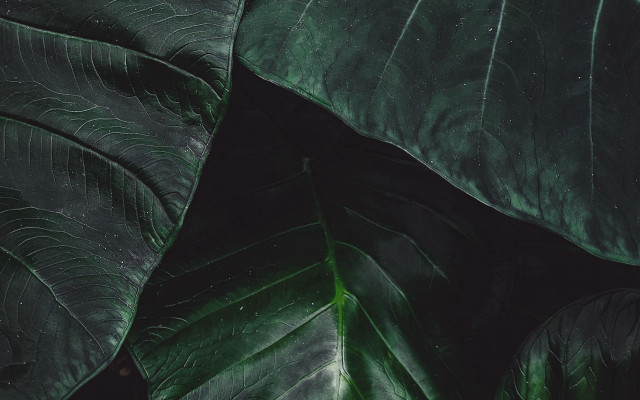 Green leaf black background white #2 free wallpaper - medium preview image