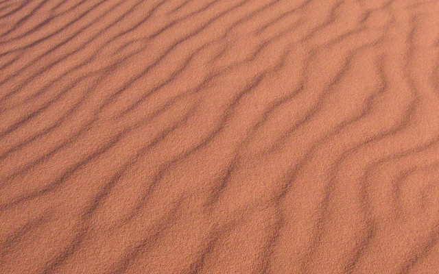 Desert sand bird top ground free wallpaper - medium preview image