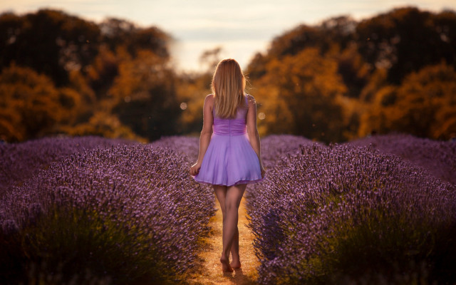 Lavender field woman purple dress free wallpaper - medium preview image