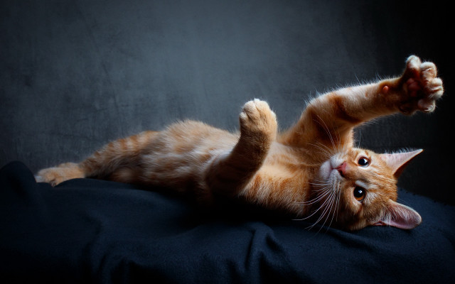 Cat arabesque glamor shiba inu free wallpaper - medium preview image