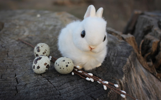 White rabbit rock eggs twigs free wallpaper - medium preview image