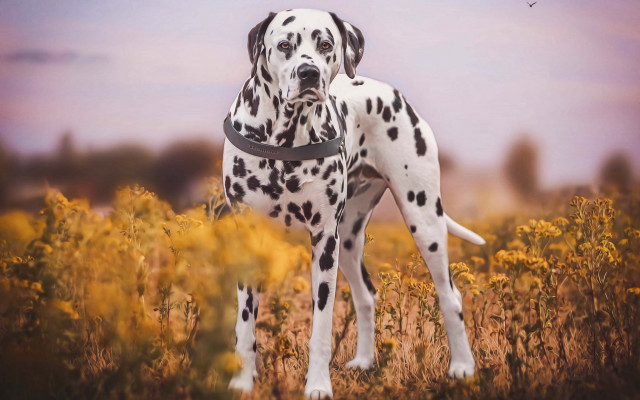 Dalmatian field flowers bird autumn free wallpaper - medium preview image