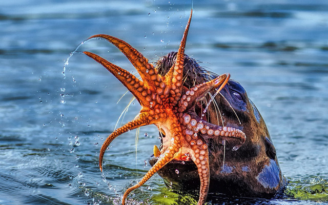 Octopus biting fish underwater photorealistic free wallpaper - medium preview image