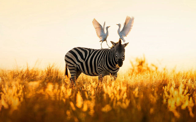 Zebra birds autumn fire sunset free wallpaper - medium preview image