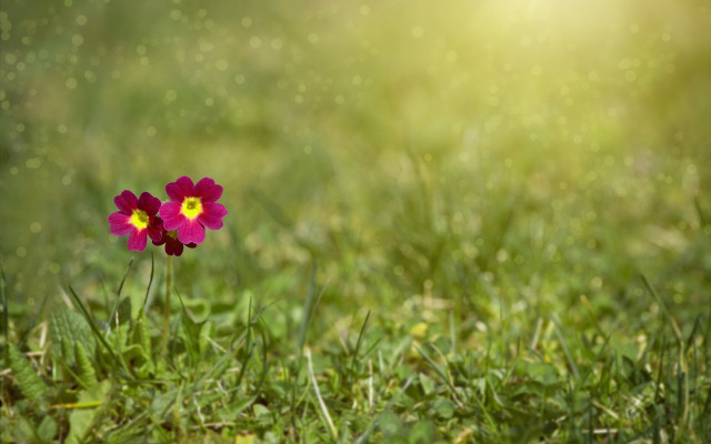 Single flower sunshine blurry background free wallpaper - medium preview image