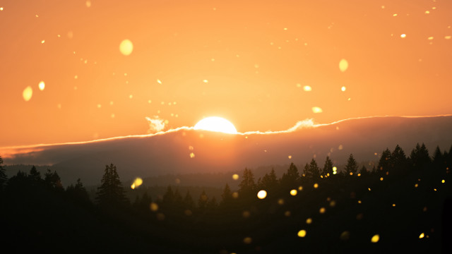 Sunset clouds trees dusk beach free wallpaper - medium preview image