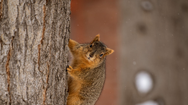 Squirrel climbing tree snow blue free wallpaper - medium preview image