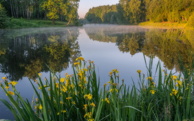 Lake trees grass yellowflowers forest free wallpaper - medium preview image