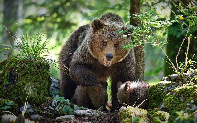 Brown bear forest wildlife puzzle free wallpaper - medium preview image