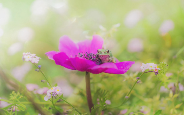 Insect pink flower field bokeh free wallpaper - medium preview image