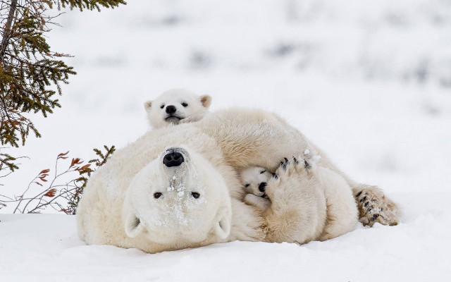 Polar bear cub snow outdoors free wallpaper - medium preview image