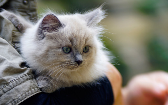Cat pocket jacket holding carlos free wallpaper - medium preview image