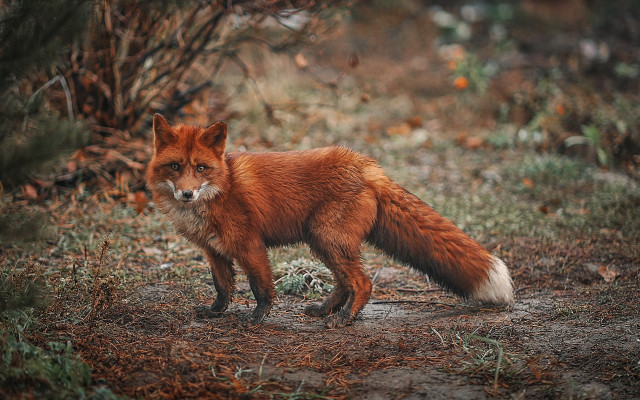 Red fox forest camera furry free wallpaper - medium preview image