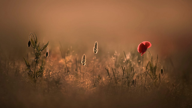 Red poppy tall grass brown free wallpaper - medium preview image