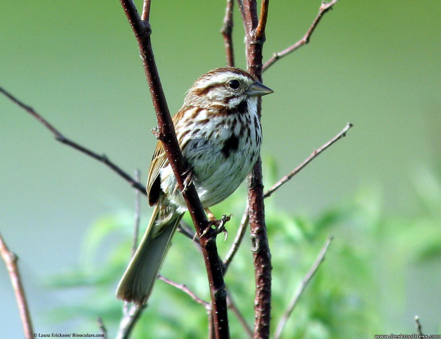 Bird branch green leaves blurry free wallpaper - medium preview image